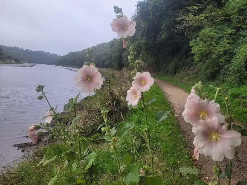 Roses trémières